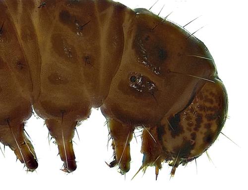 Aquatic Moth Larvae